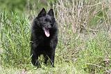 SCHIPPERKE 284